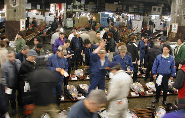Picture of an auction for large tuna at the Tsukiji Fish Market in Tokyo.